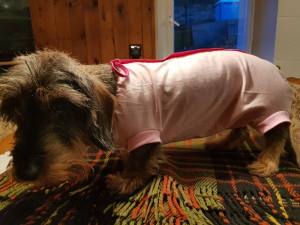 OP Body Hunde Body EXTRA für Weibchen ROSA