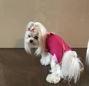 OP Body Hunde Body EXTRA für Weibchen PINK