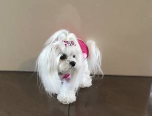 Katzen und Hunde OP Body Schutzhose PINK NEW
