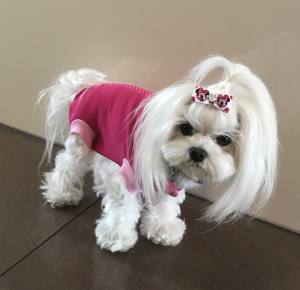 OP Body Hunde Body EXTRA für Weibchen PINK
