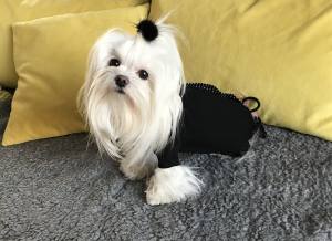 OP Body Hunde Body aus Baumwolle BLACK