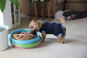 OP Body Hunde Body aus Baumwolle DARK BLUE