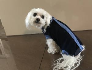 OP Body Hunde Body aus Baumwolle DARK BLUE