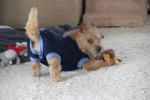 OP Body Hunde Body aus Baumwolle DARK BLUE