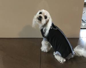 OP Body Hunde Body aus Baumwolle GREY