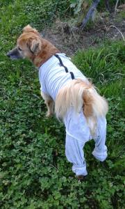 OP HEMD  BODY mit Hinterbeinen für Hunde