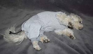 OP HEMD  BODY mit Hinterbeinen für Hunde