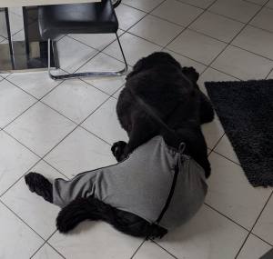 OP HOSE GREY für Hinterbeine Hunde Operation,Hüftoperation