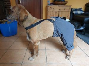 OP HOSE GREY für Hinterbeine Hunde Operation,Hüftoperation