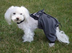 OP HOSE GREY für Hinterbeine Hunde Operation,Hüftoperation