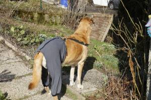 OP HOSE GREY für Hinterbeine Hunde Operation,Hüftoperation