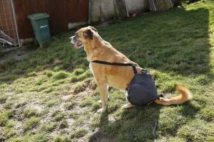 OP HOSE GREY für Hinterbeine Hunde Operation,Hüftoperation