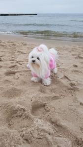 Hunde Overall,Jogginganzug PINK