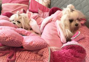 Hunde Overall,Jogginganzug PINK