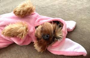 Hunde Overall,Jogginganzug PINK