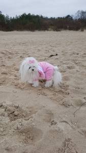 Hunde Overall,Jogginganzug PINK