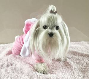 Hunde Overall,Jogginganzug PINK
