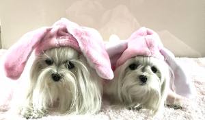 Hunde Overall,Jogginganzug PINK