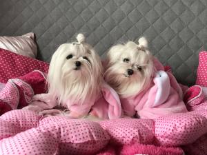 Hunde Overall,Jogginganzug PINK