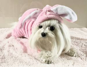 Hunde Overall,Jogginganzug PINK