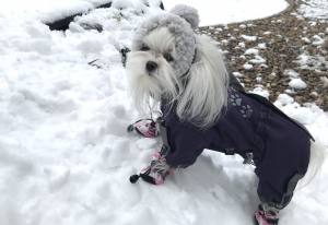 *PURPLE PAWS * HundeWintermantel Schal GIRLS ONLY mit D-Ring kurze Beine