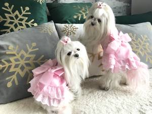 Hunde Party Kleid ANABELL