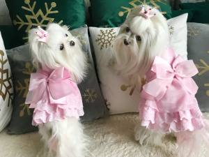 Hunde Party Kleid ANABELL