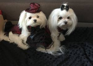 Hunde Party,Fest Kleid BEAUTY BELLA