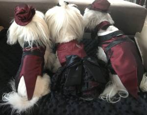 Hunde Party,Fest Kleid BEAUTY BELLA
