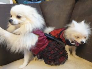Hunde Party,Fest Kleid BEAUTY BELLA