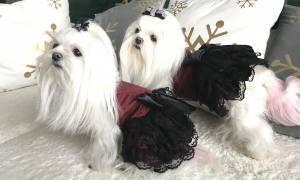 Hunde Party,Fest Kleid BEAUTY BELLA