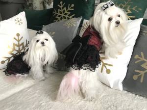 Hunde Party,Fest Kleid BEAUTY BELLA