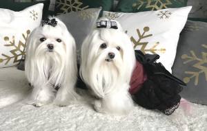 Hunde Party,Fest Kleid BEAUTY BELLA