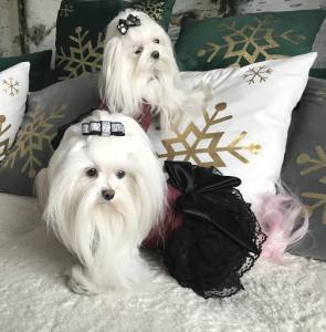 Hunde Party,Fest Kleid BEAUTY BELLA