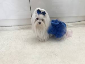 PartyKleid ,Hochzeitkleid Brautkleid BLAU BEAUTY DOG