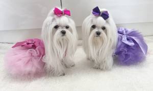 PartyKleid ,Hochzeitkleid Brautkleid FLIEDER BEAUTY DOG