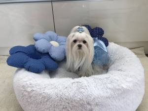 PartyKleid ,Hochzeitkleid Brautkleid HELLBLAU BEAUTY DOG