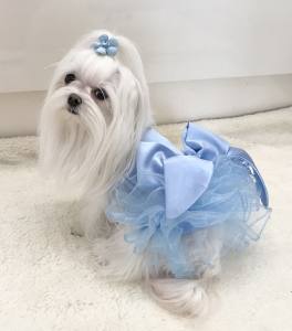 PartyKleid ,Hochzeitkleid Brautkleid HELLBLAU BEAUTY DOG