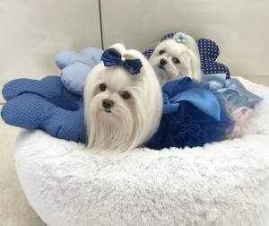 PartyKleid ,Hochzeitkleid Brautkleid HELLBLAU BEAUTY DOG