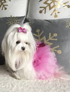 PartyKleid ,Hochzeitkleid Brautkleid PINK BEAUTY DOG