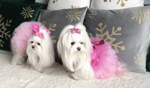 PartyKleid ,Hochzeitkleid Brautkleid PINK BEAUTY DOG