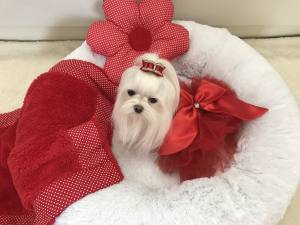 PartyKleid ,Hochzeitkleid Brautkleid ROT BEAUTY DOG