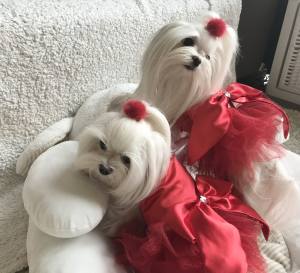 PartyKleid ,Hochzeitkleid Brautkleid ROT BEAUTY DOG