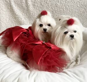 PartyKleid ,Hochzeitkleid Brautkleid ROT BEAUTY DOG