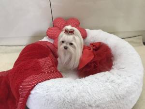 PartyKleid ,Hochzeitkleid Brautkleid ROT BEAUTY DOG