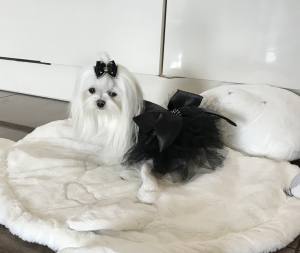 PartyKleid ,Hochzeitkleid Brautkleid SCHWARZ  BEAUTY DOG