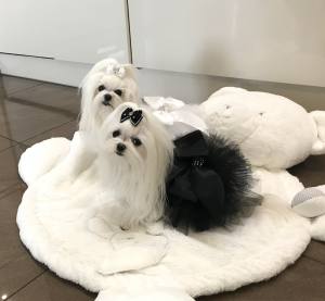 PartyKleid ,Hochzeitkleid Brautkleid SCHWARZ  BEAUTY DOG