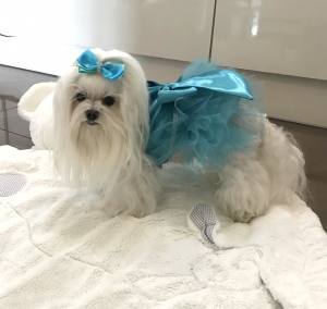 PartyKleid ,Hochzeitkleid Brautkleid TÜRKIS BEAUTY DOG