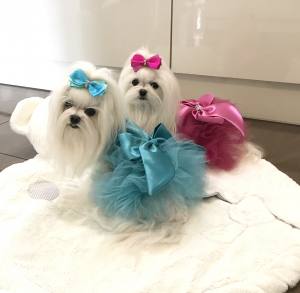 PartyKleid ,Hochzeitkleid Brautkleid TÜRKIS BEAUTY DOG