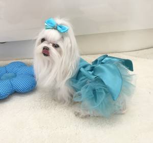 PartyKleid ,Hochzeitkleid Brautkleid TÜRKIS BEAUTY DOG